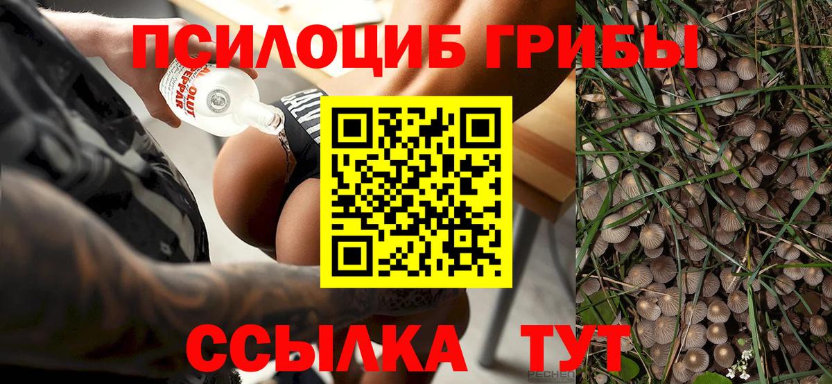 Галлюциногенные грибы Cubensis Чистополь